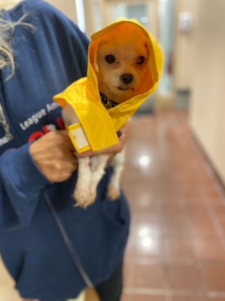 Illustration de l'article : Le combat d’un chien sauvé d’une usine à chiots et souffrant d’une insuffisance cardiaque